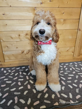 Australain Labradoodle Chester stud dog UK. Fully Health tested. excellent BVA hip and elbow/ Fluffy Kingdom