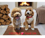 Chester Australian Labradoodle Stud UK