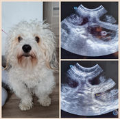  CaninePregnancy scan Fluffy Kingdom