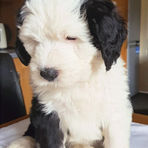 Microchipping Fluffy Kingdom