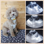 Chester Australian Labradoodle Stud UK