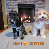 Australian Labradoodle Chester stud dog UK