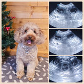 Australian Labradoodle Chester stud dog UK