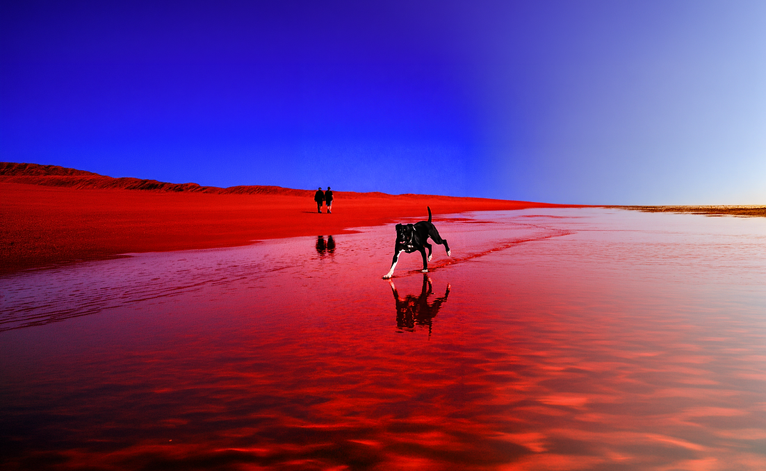 IMAGE_1_DOG.png