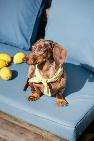 Chiot teckel et cocker spaniel portant des accessoires pour chien lors d’un shooting photo lifestyle en lumière naturelle avec ambiance estivale citronnée.