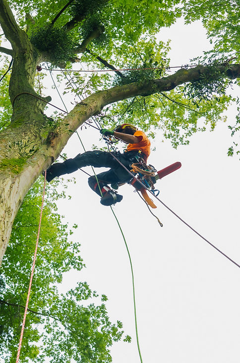 Baumbuben 2025_Fotografin Stefanie Neuha