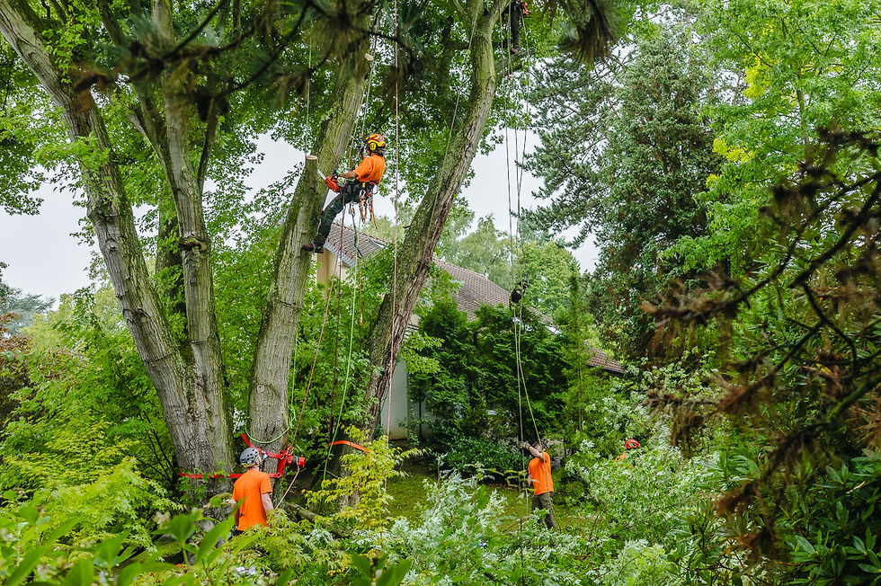 Baumbuben 2025_Fotografin Stefanie Neuhaus_web-32.JPG