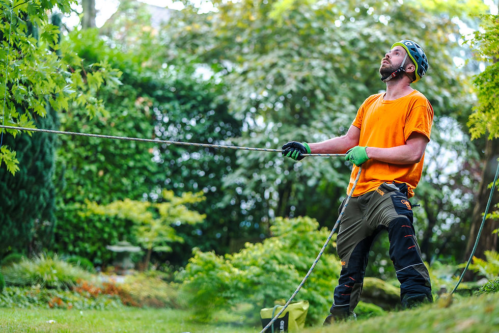 Baumbuben 2025_Fotografin Stefanie Neuhaus_web-1.JPG