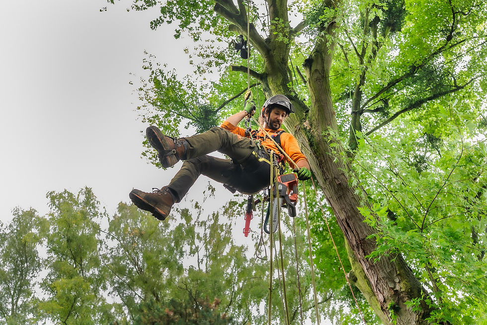 Baumbuben 2025_Fotografin Stefanie Neuhaus_web-35.JPG
