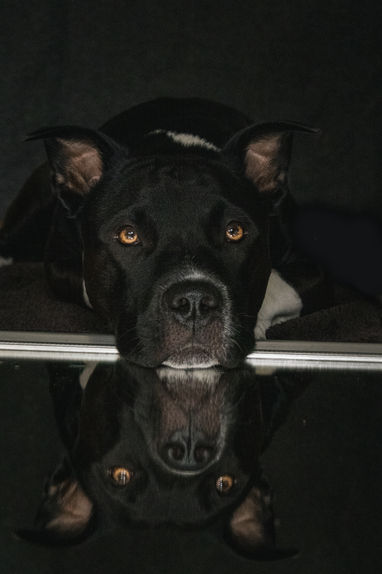 Loki im Homestudio-Shooting mit der tollen Eigenschaft eines Spiegels