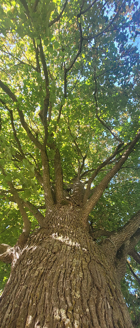 Baum