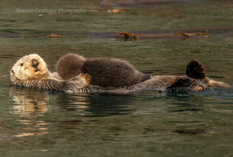 Mother Sea otter with new baby.jpg