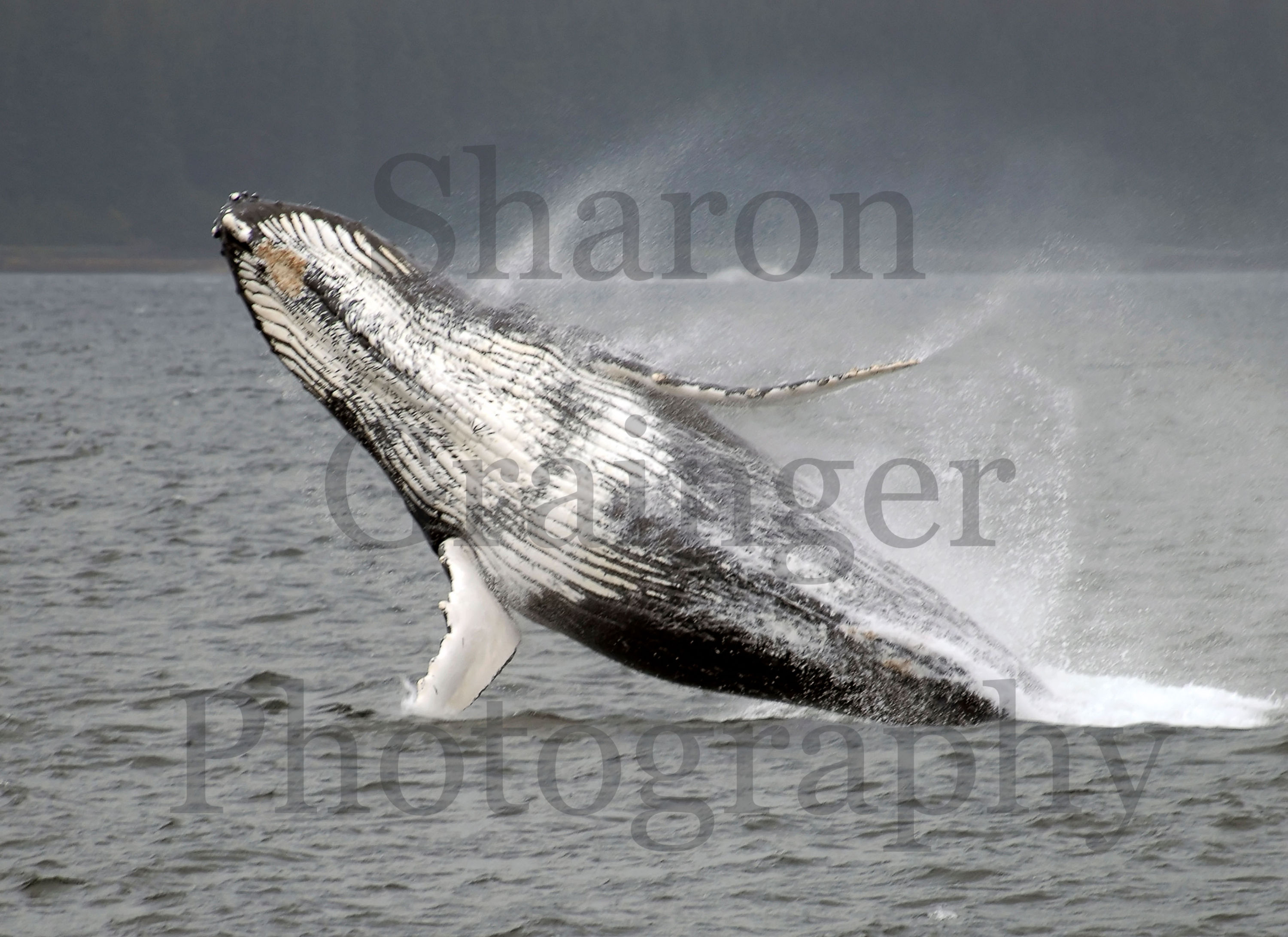 Humpback Whale