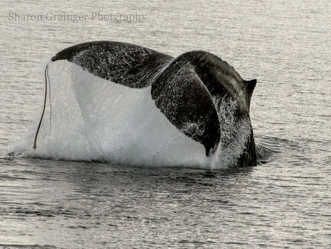 Humpback whale fluke with kelp.jpg