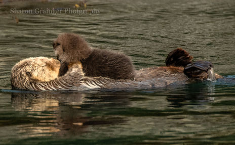 Mother Sea otter with new baby.jpg