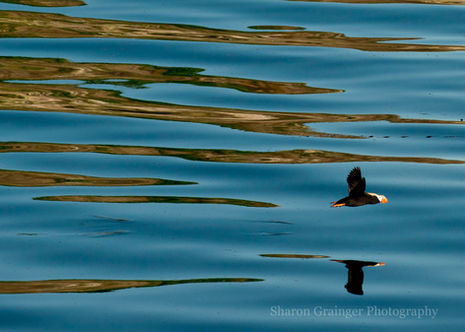 reflection of Tufted puffin in SE Alaska.jpg