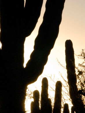 Cardon cactus, backlit