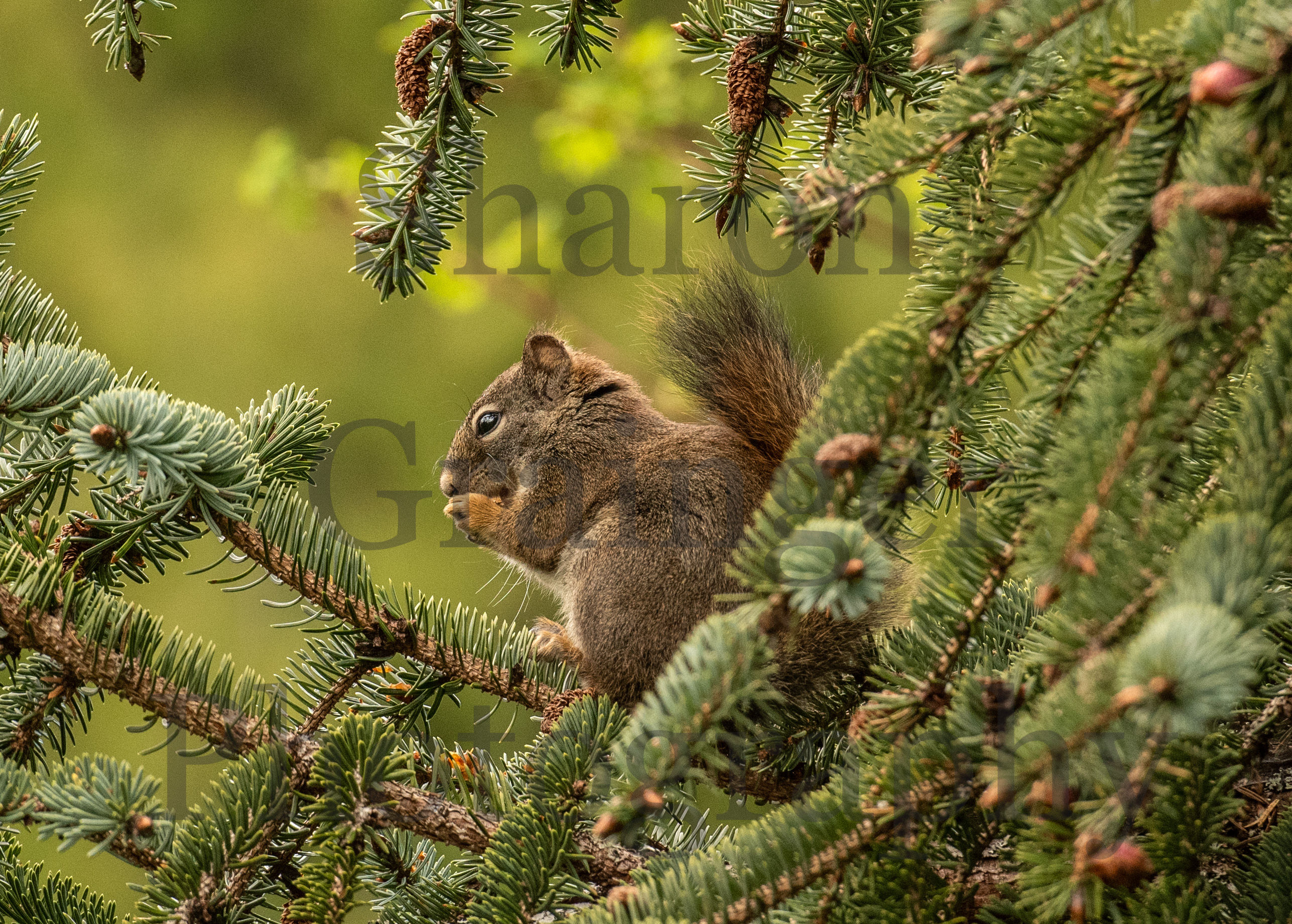 Red squirrel in Sitka spruce