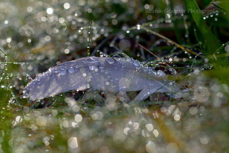 featherin morningdew 2_edited.jpg