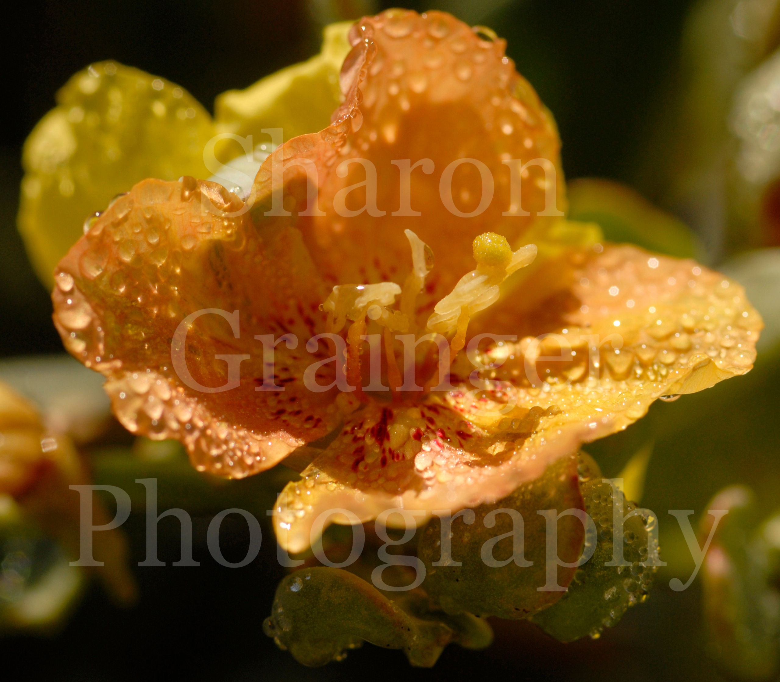 Baja, morning dew on Evening primrose