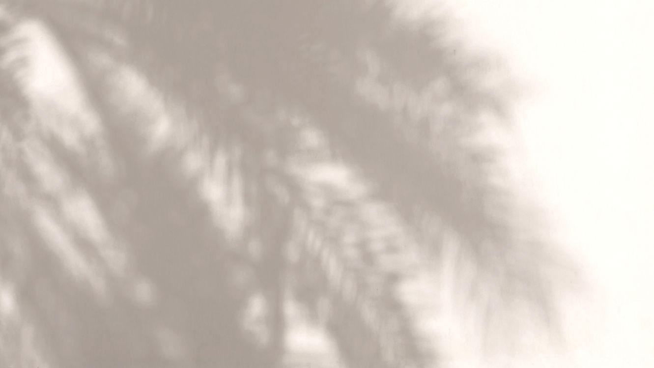 Palm Leaves Shadow_edited.jpg