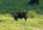 Thumbnail: LSRanch Mr. Darcy