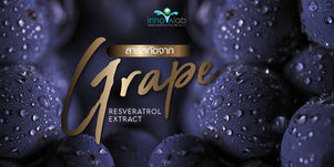 สารสกัดจาก Grape Resveratrol Extract