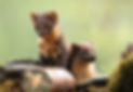 Pine Marten Kits