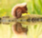 Red Squirrel Relflection