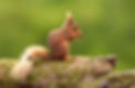 Red Squirrel