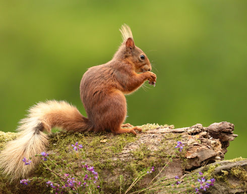 Red Squirrel