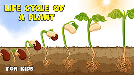 Life Cycle of a plant.jpg