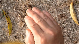 How to pick up a Signal Crayfish.jpg