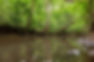 Wetland