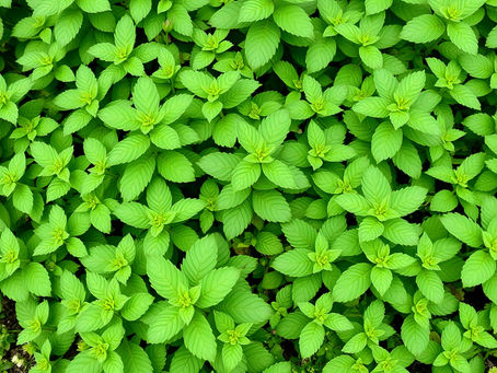 🌿 Field Balm Rub – Fog Clearing Ritual