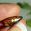 Thumbnail: 3.95CT QUEENSLAND BOULDER OPAL AL22