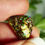 Thumbnail: 4.90CT QUEENSLAND BOULDER OPAL AL1