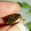Thumbnail: 4.95CT QUEENSLAND BOULDER OPAL AL15