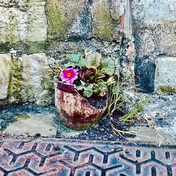 primevère dans une canalisation