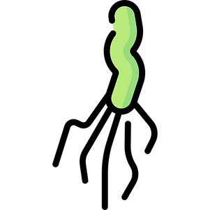 Helikobakter
pylori