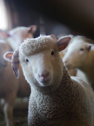 ¿Qué es urbano y qué es rural?