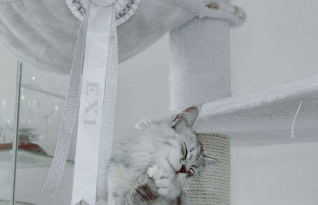 Internationell kattutställning - Kalmar 