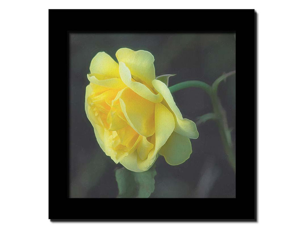 Thumbnail: Yellow Rose
