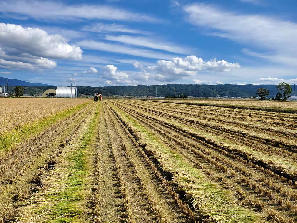 Thumbnail: ★【Hokkaido Travel Information Limited】Hokkaido's most popular soup curry gift pack + Furano Seven Stars rice 1kg