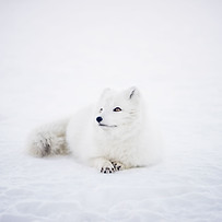 Inverno Fox