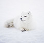 Winter Fox