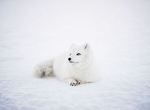 Winter Fox