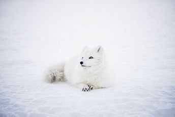 Fox del invierno