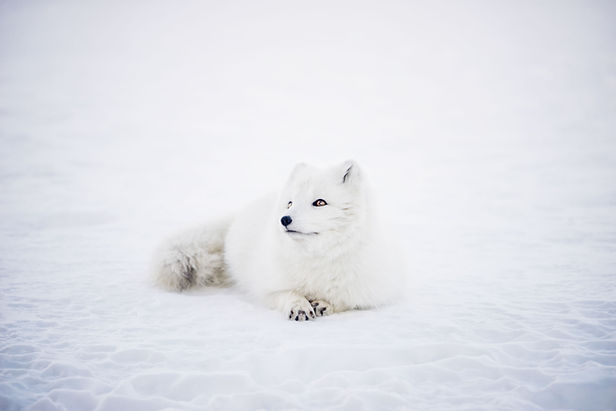 Fox hiver