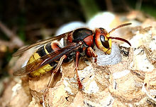 European hornet (Vespa crabro) busy buil